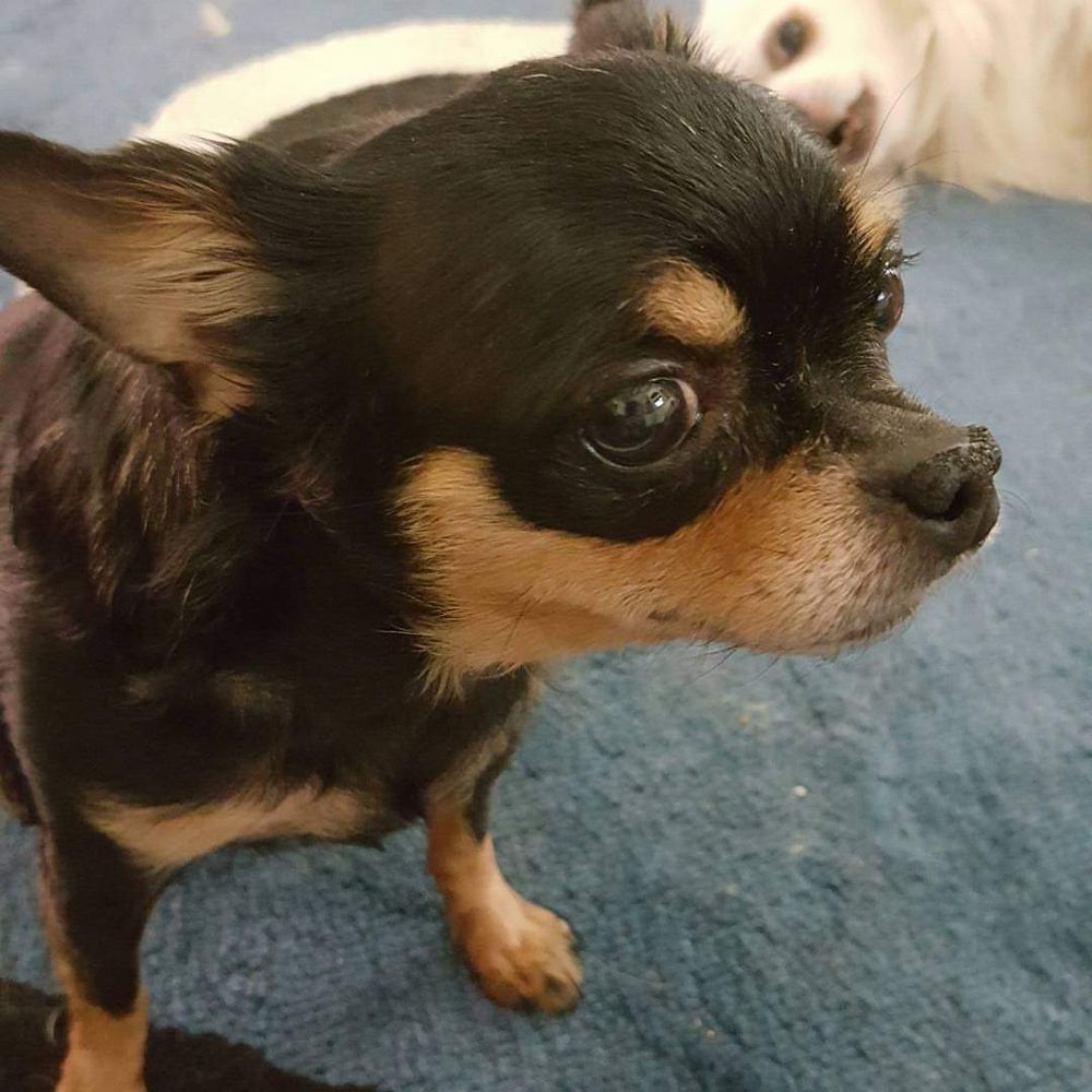 Black and tan shirt hair chihuahua.  Mother of 2. 