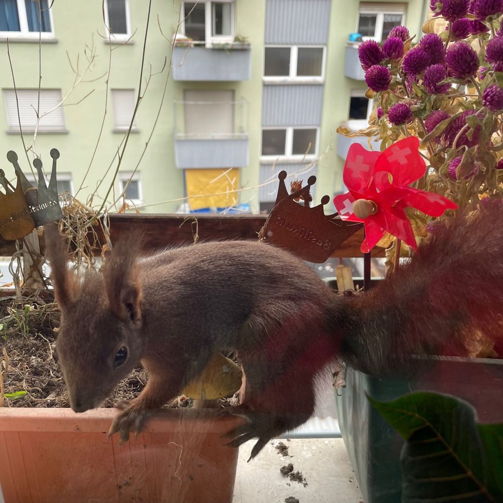 Eixhhörnchen im Blumenkasten, schaut interessiert in die Kamera.
