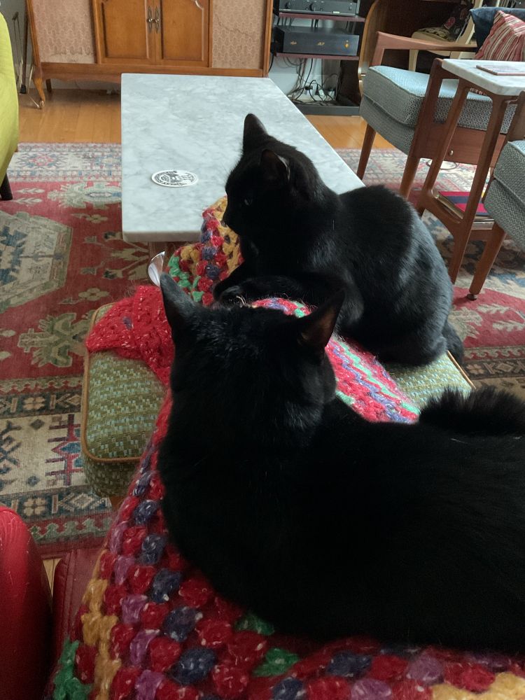Two black cats (sister and brother) are curled up on my outstretched legs which is draped in a mohair crochet blanket I made.