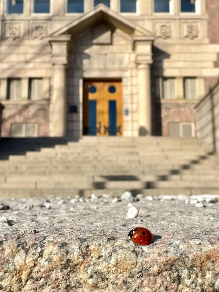 En nyvaken nyckelpiga. 