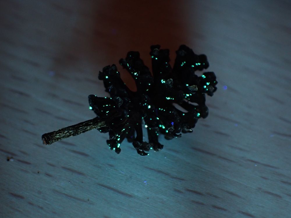 En alkotte med prickar som lyser i turkos. 