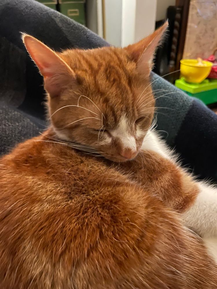 Ginger and white cat zoning out on a blue blanket.