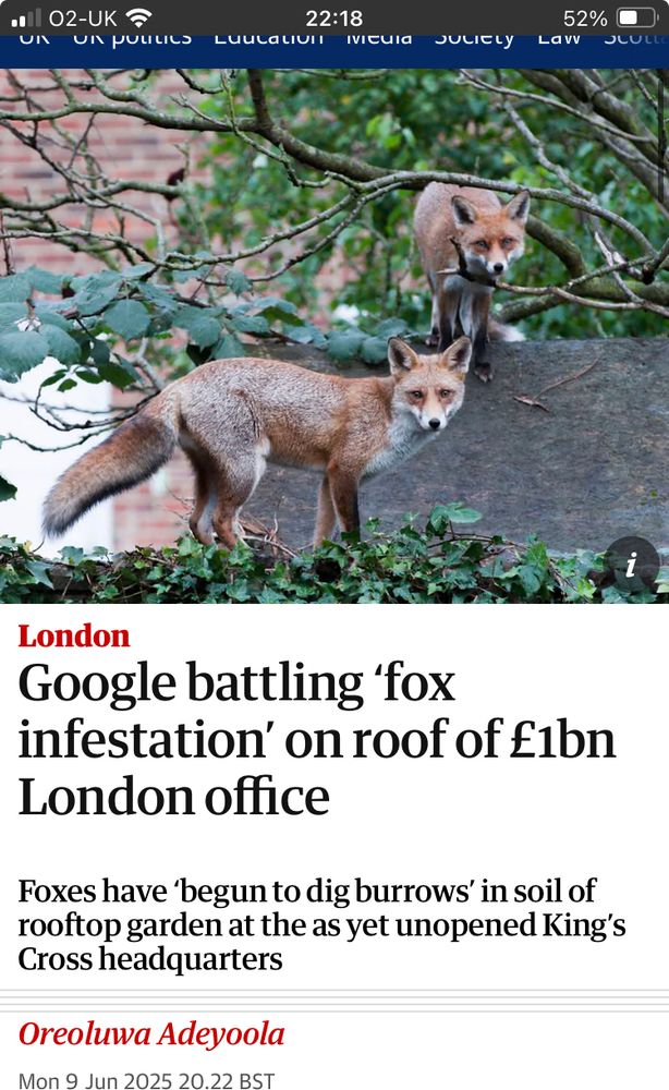 Google battling 'fox
infestation' on roof of £1bn
London office
Foxes have 'begun to dig burrows' in soil of rooftop garden at the as yet unopened King's Cross headquarters