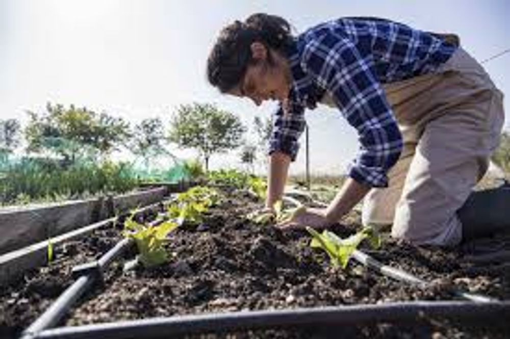 Cultivation Practices: Weeding, Irrigation, Fertilization, Pest And Disease Control