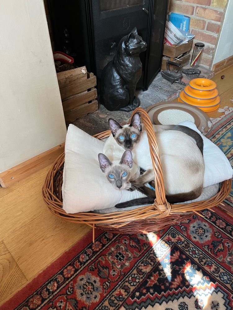 Mah Lee and Si Fa. Two Siamese in their basket