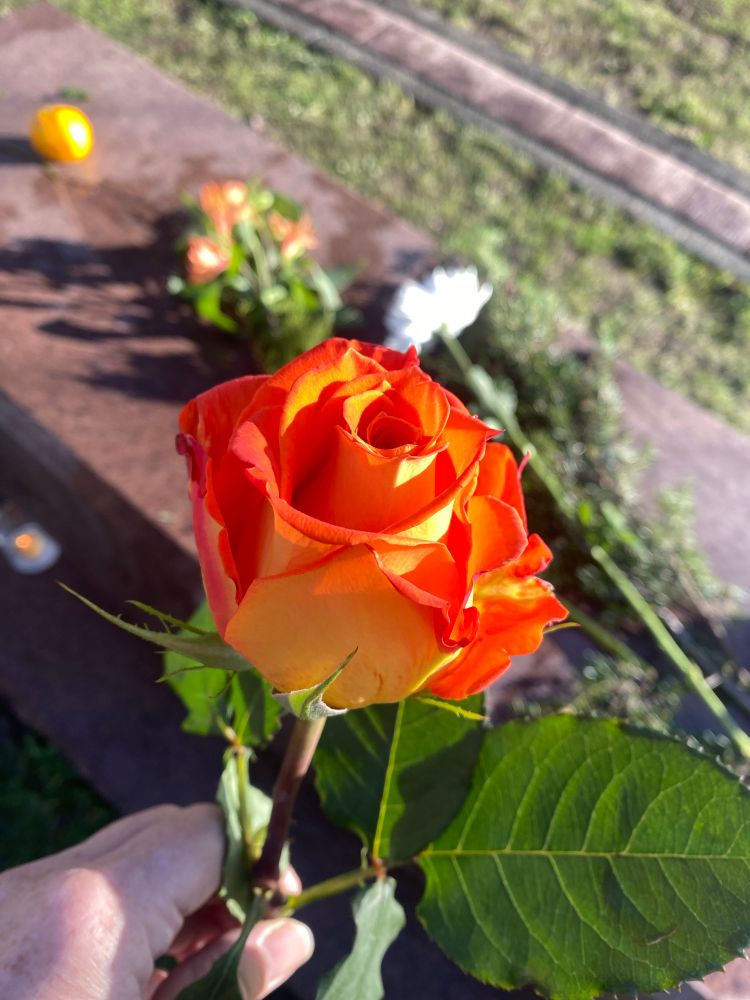 Rose in foreground, granite benches in background. 