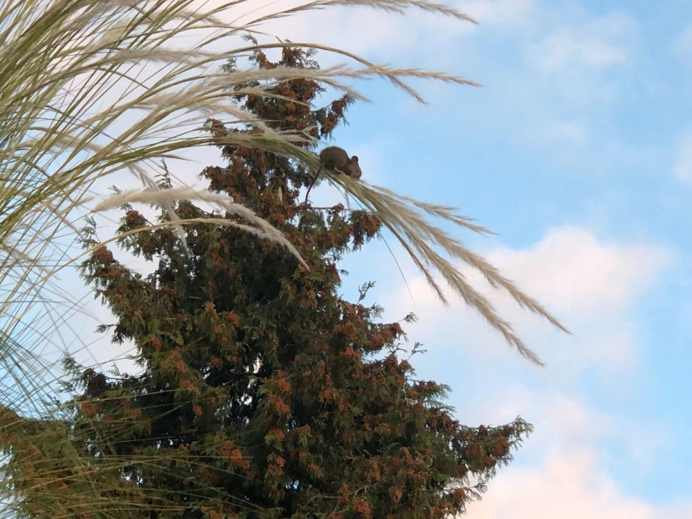 field mouse chowing down on orca waterspout long grass 