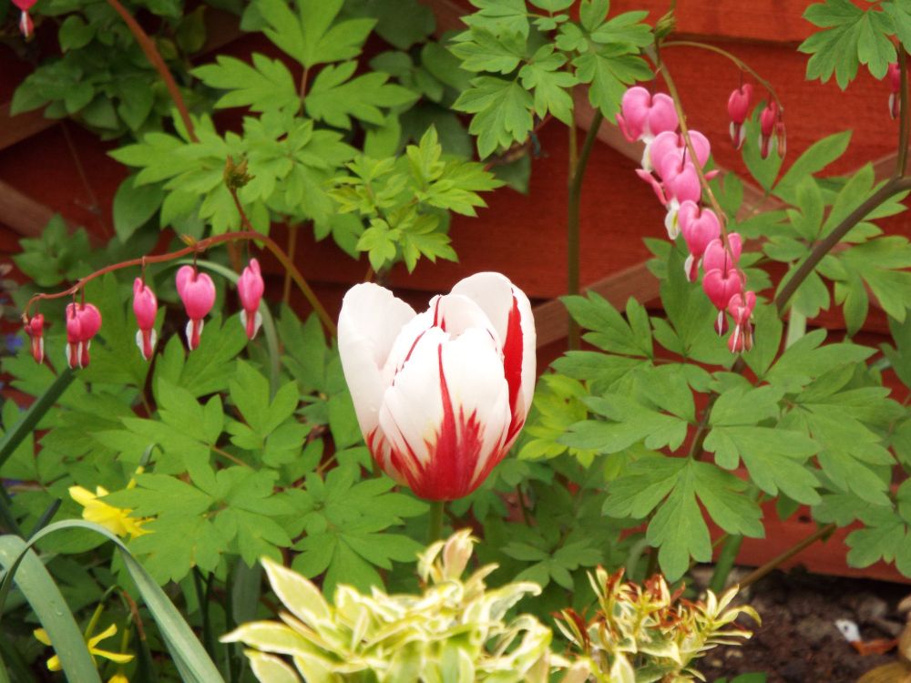 Green leaves, pink dicentra flowers and red and white tulip in the garden
