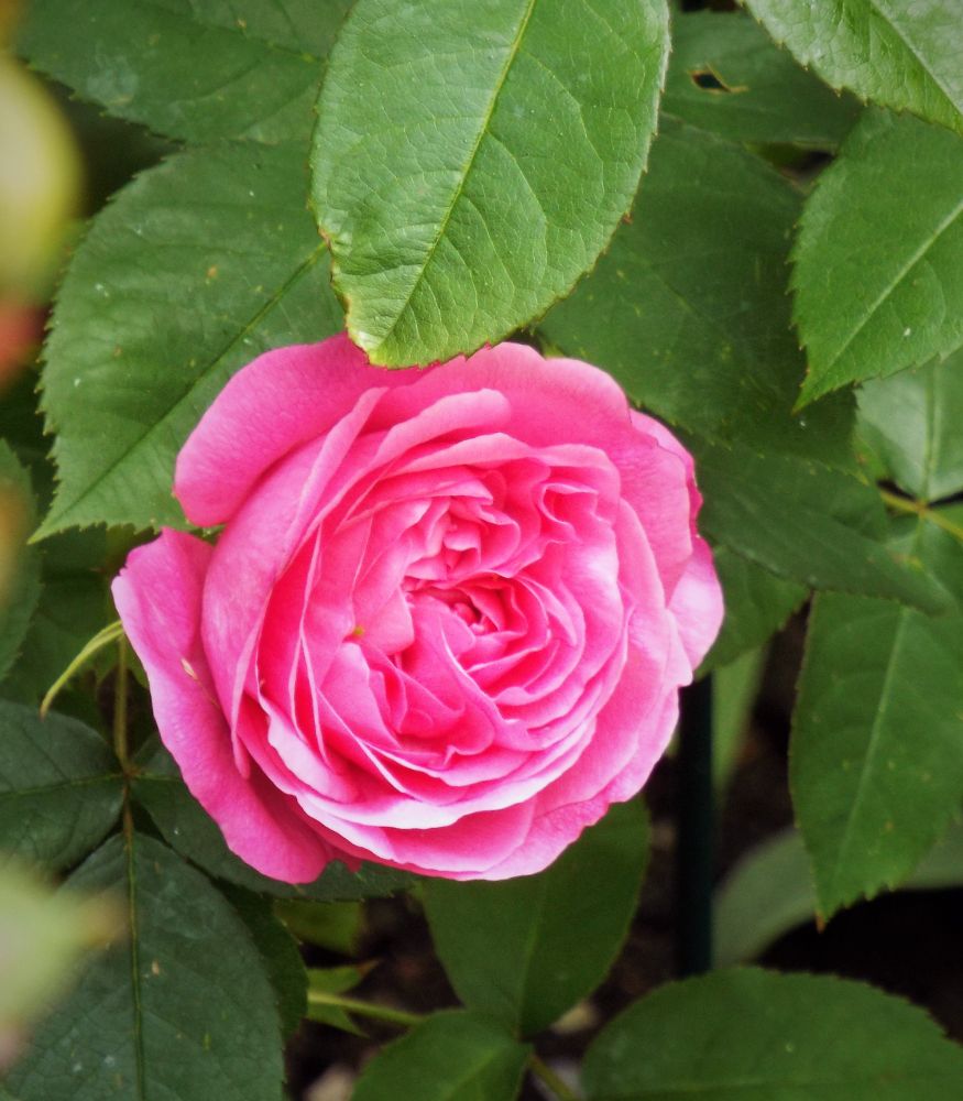 a lovely pink rose in the garden