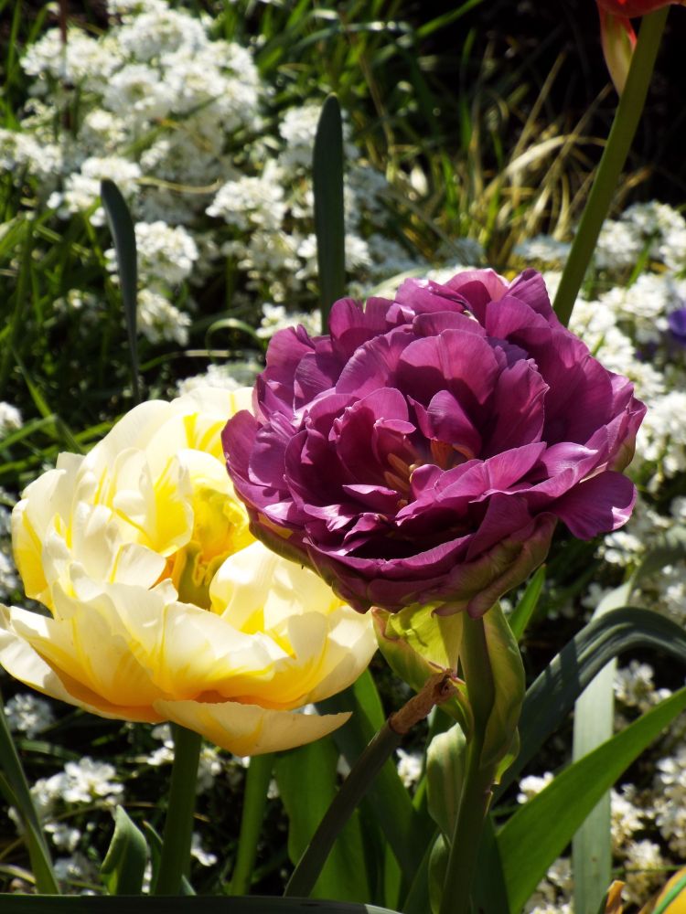 Creamy yellow tulip and purple tulip in the garden