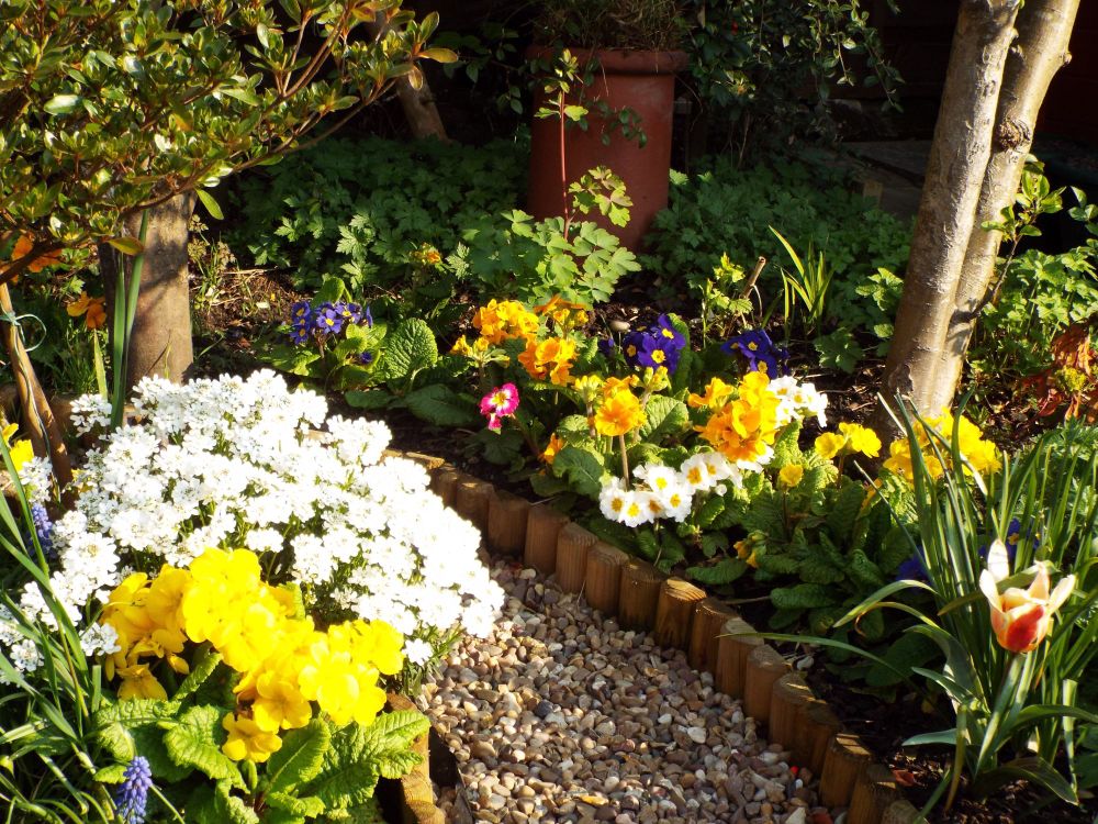 spring flowers in the garden