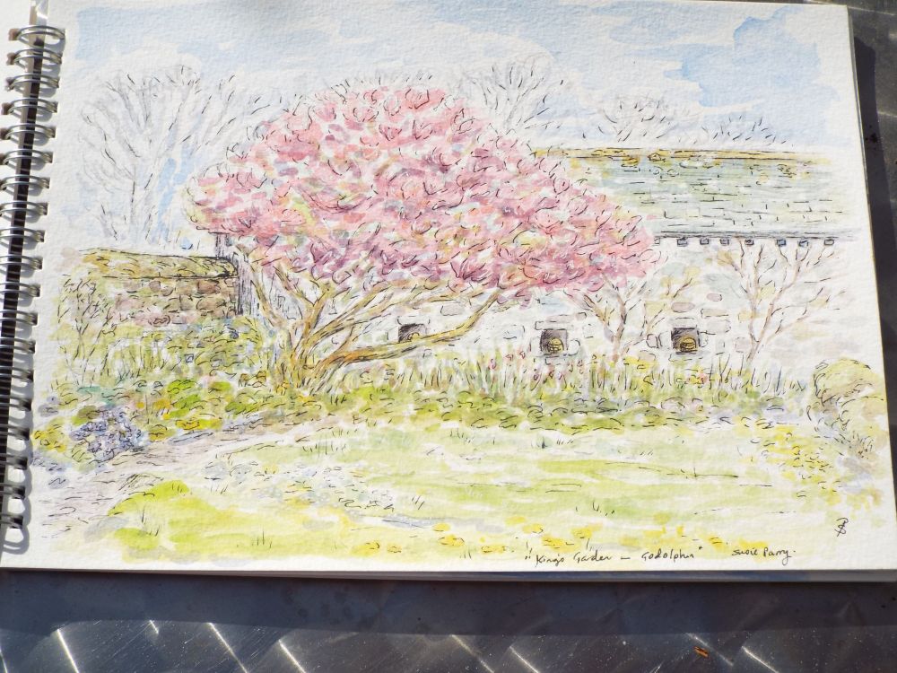 watercolor painting of a pink magnolia tree in the King's Garden, Godolphin, Cornwall