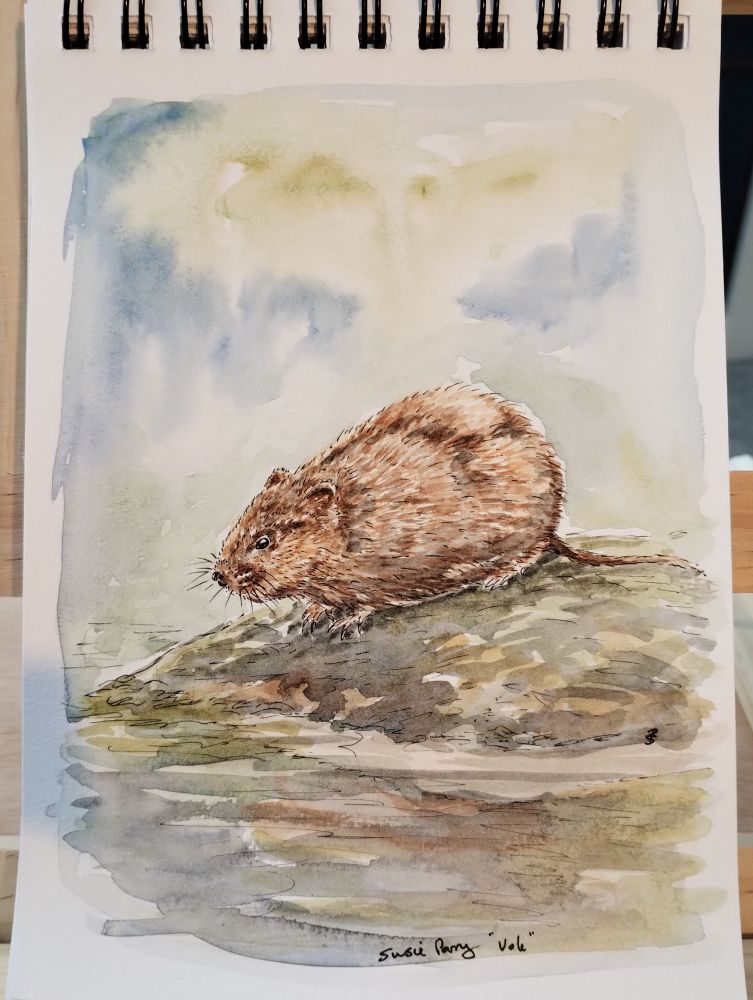 watercolor painting of a vole