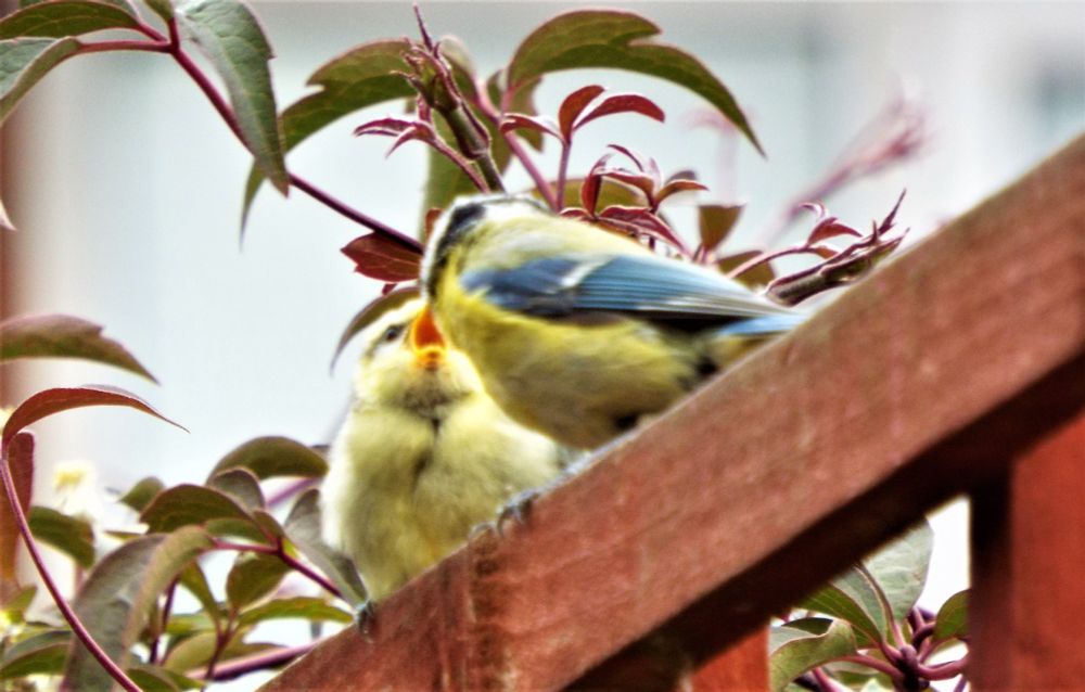 blue tit feeding the baby bird