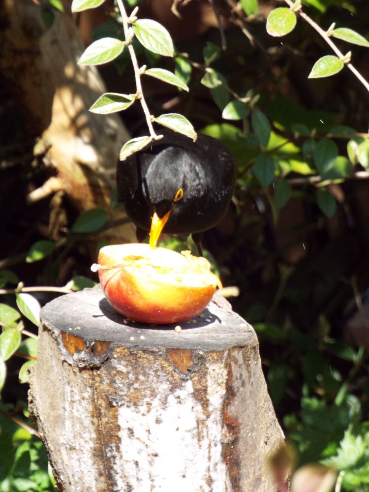blackbird eating an apple in the garden