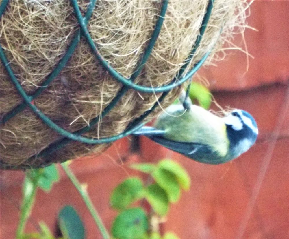 a bluetit finding nesting material from a hanging basket