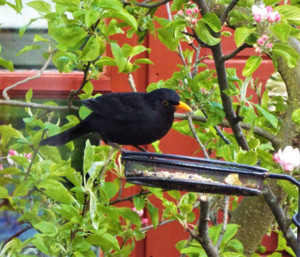 blackbird on the bird feeder