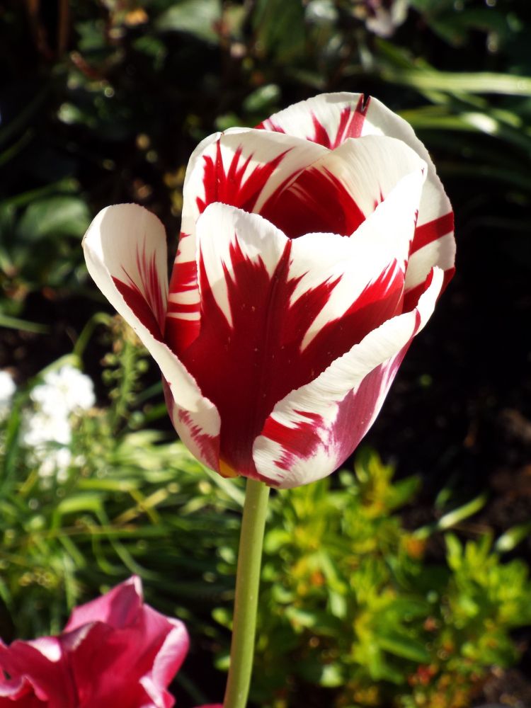 red and white tulip
