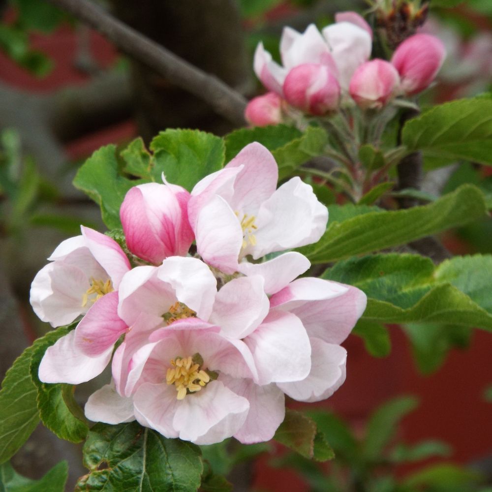 photo of pink apple blossom in the garden