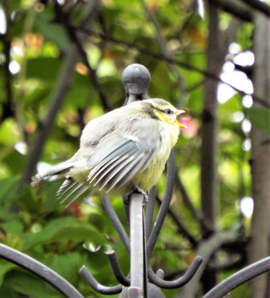 baby blue tit calling it's parent on the bird feeder