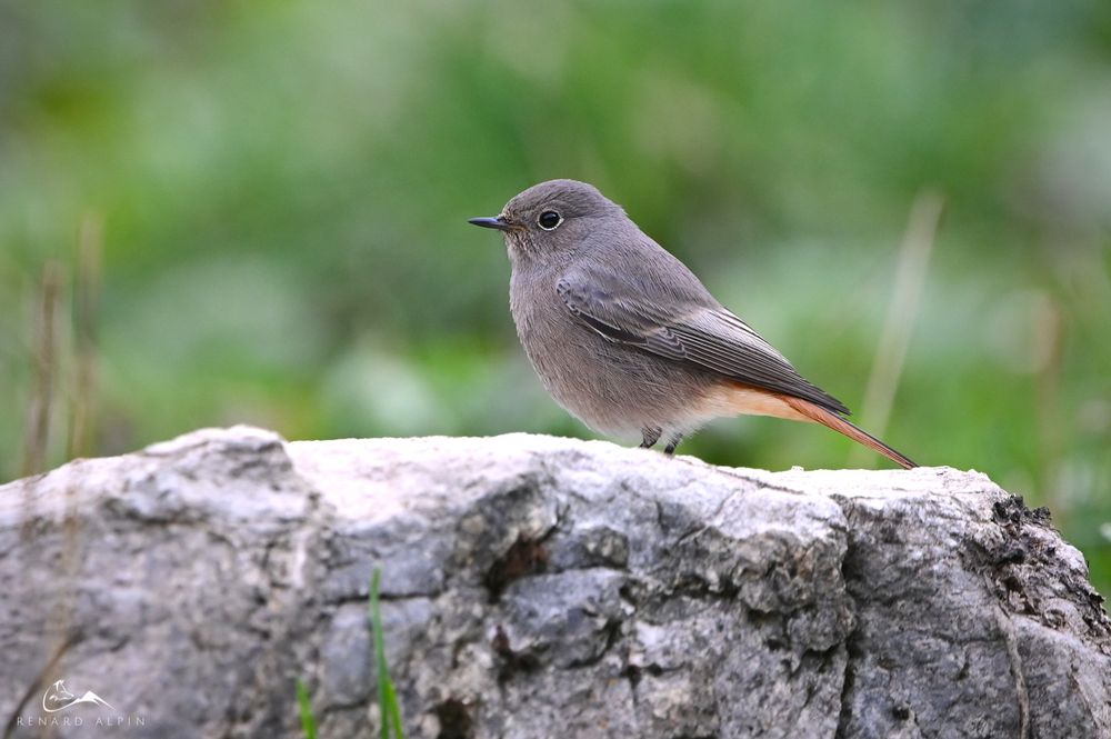 Rouge queue noir femelle posé sur un rocher. Son plumage est gris uniforme. Les ailes sont légèrement plus sombres. Sa queue est orangée. Le bec est petit, noir et fin.