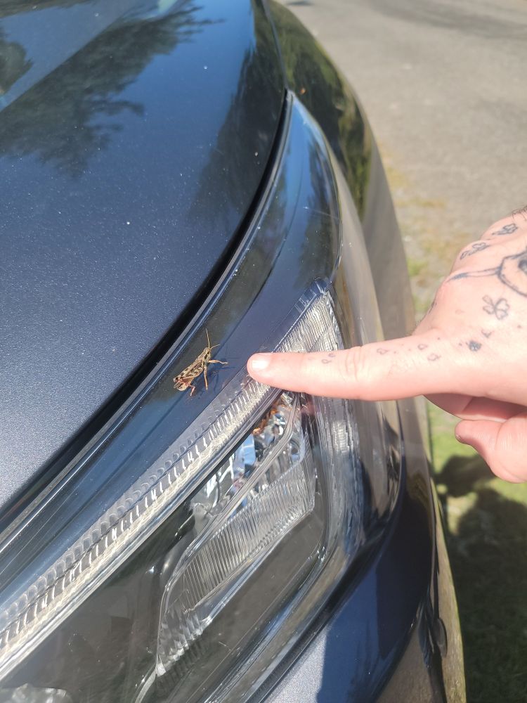 A cricket sits on a car headlight. A tattooed hand points at the cricket.