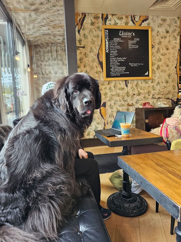 A very sweet, very fluffy Newfoundland dog sits at a table at a hotel coffee shop. Her name is Morgan.