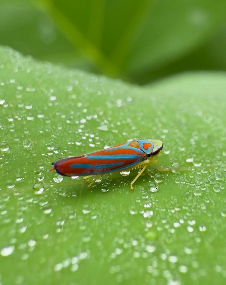 A blue and red striped leafhopper insect sitting on a green leaf surrounded by morning dew.  The head of the insect has a red heart design on it.
