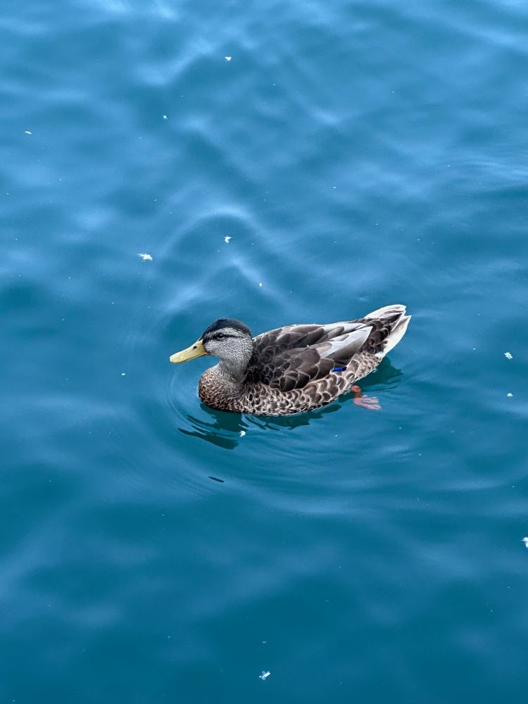 Close up shot of a duck with a yellow bill swimming in the lake