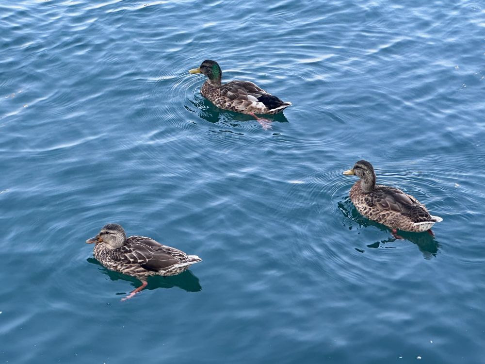 Three ducks swimming in the lake