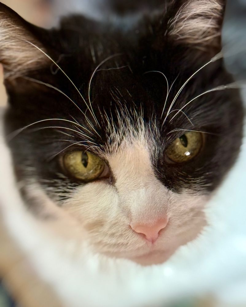 Image of a black and white cat’s face. The cat is looking at the photographer, either planning homicide, or world domination.
