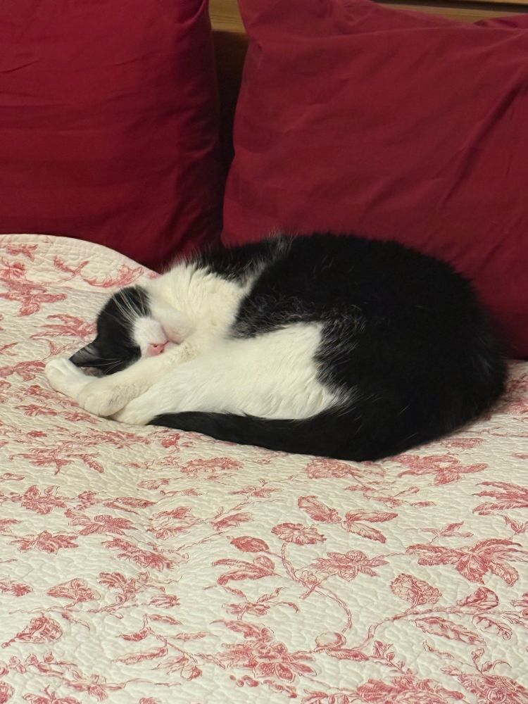 A black and white cat is asleep on a bed. Her nose peeks out above her leg,