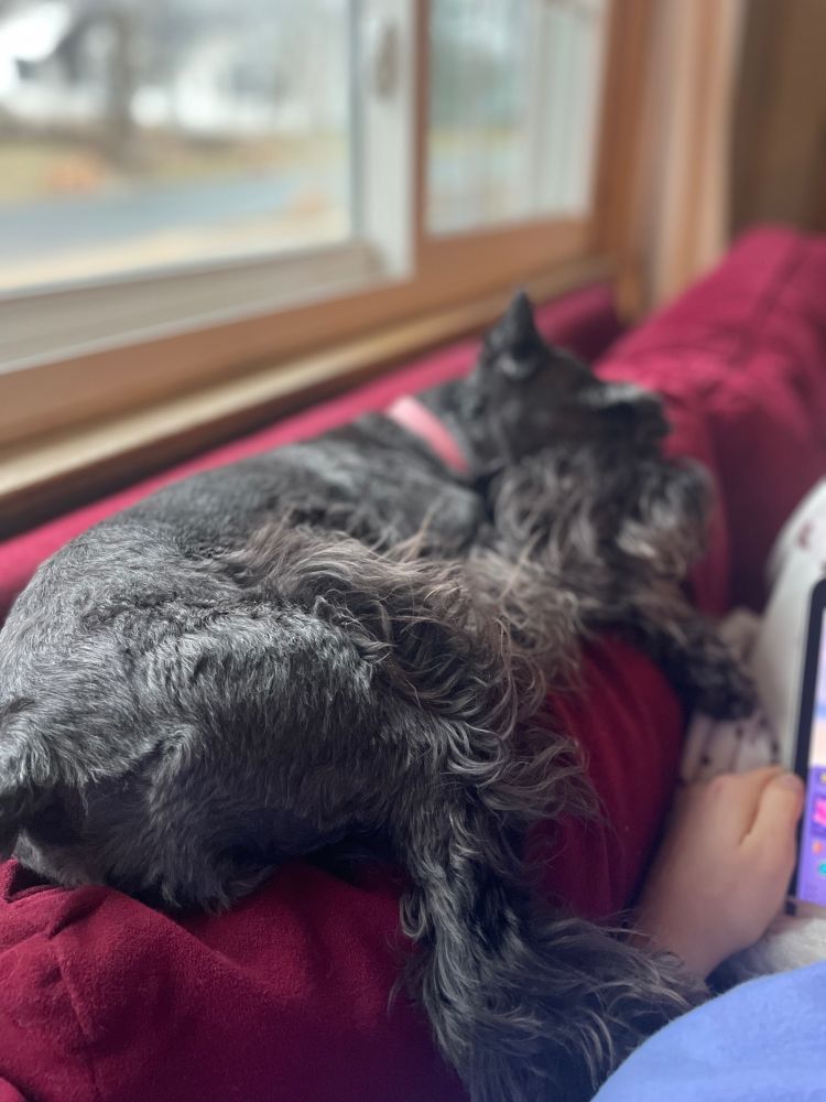 A picture of a dog sleeping on the back of a sofa