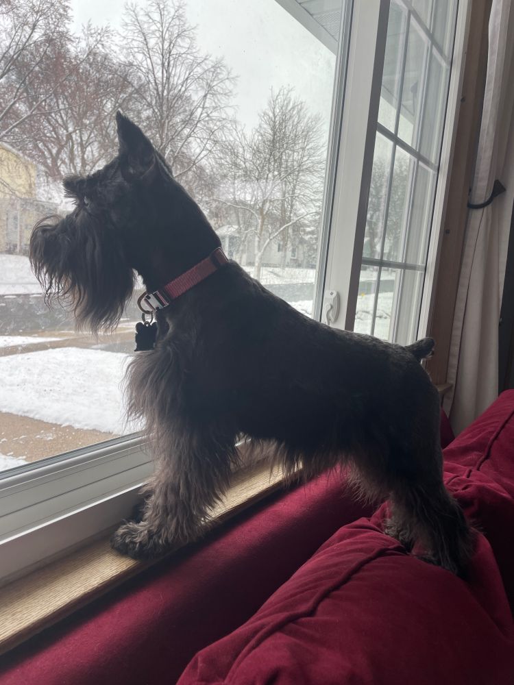 A black dog looking out a window
