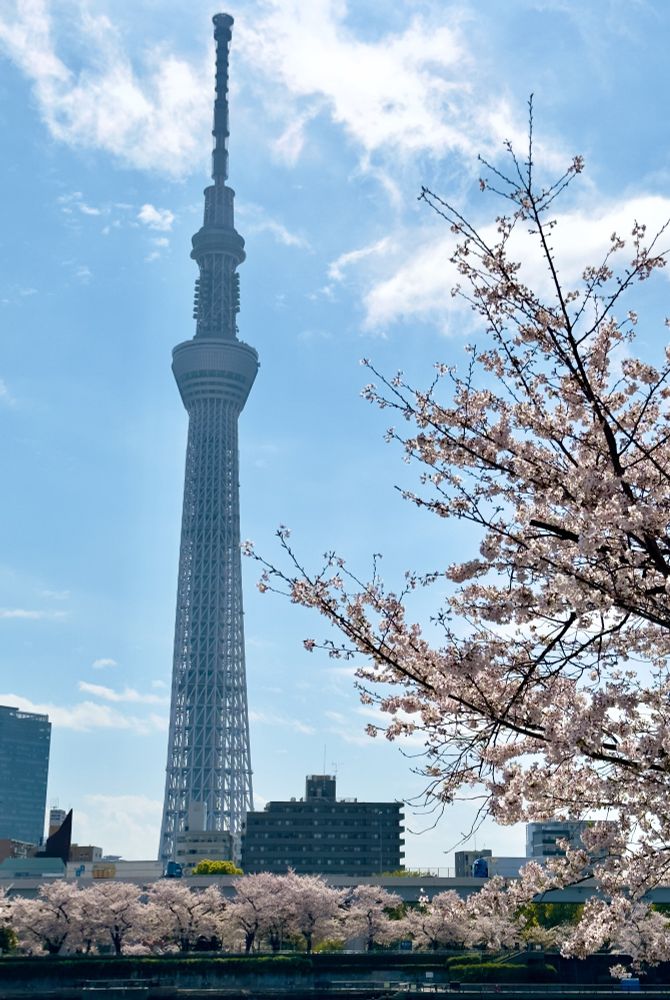 Tokyo Skytree towers over smaller buildings against a blue sky, with cherry blossom lining the bank of the river, and a blossoming tree on the right side of the immediate foreground.