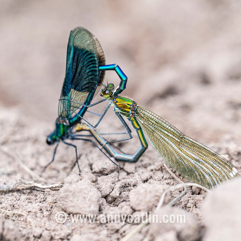 Metallic blue insects with long bodies mating