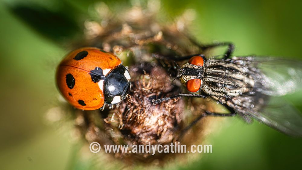 A close-up photo of a red and black beetle facing a black fly with orange eyes on top of a flower head