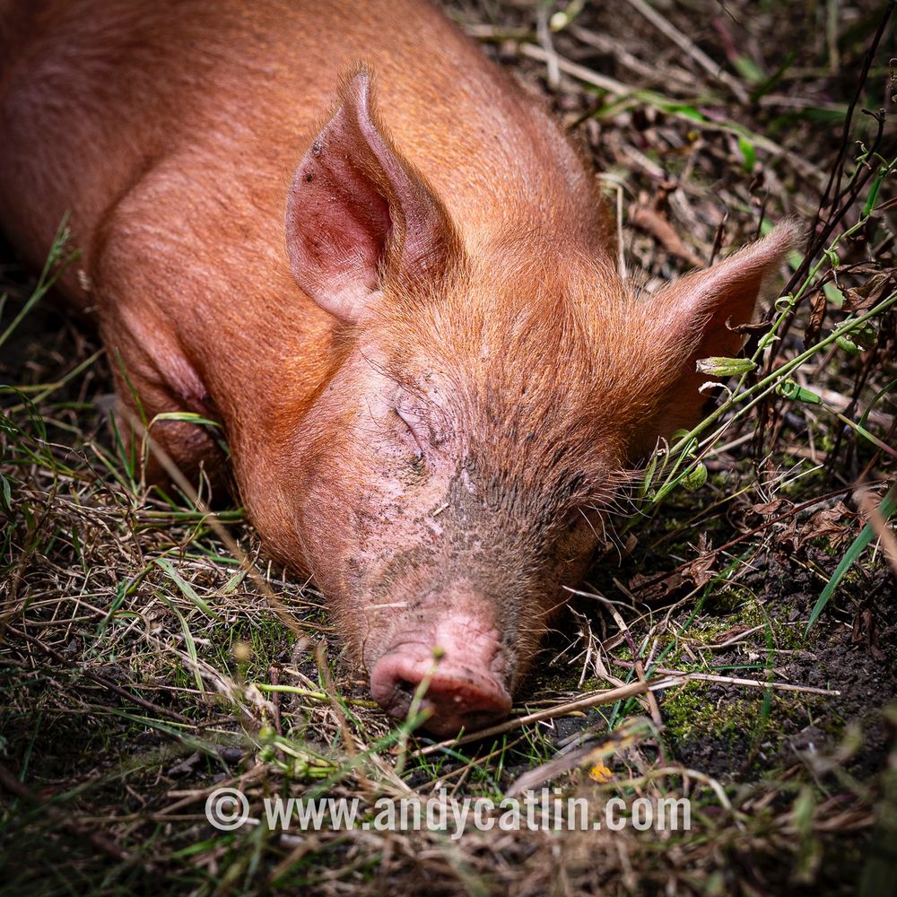 A piglet in a field sleeping in the sunshine
