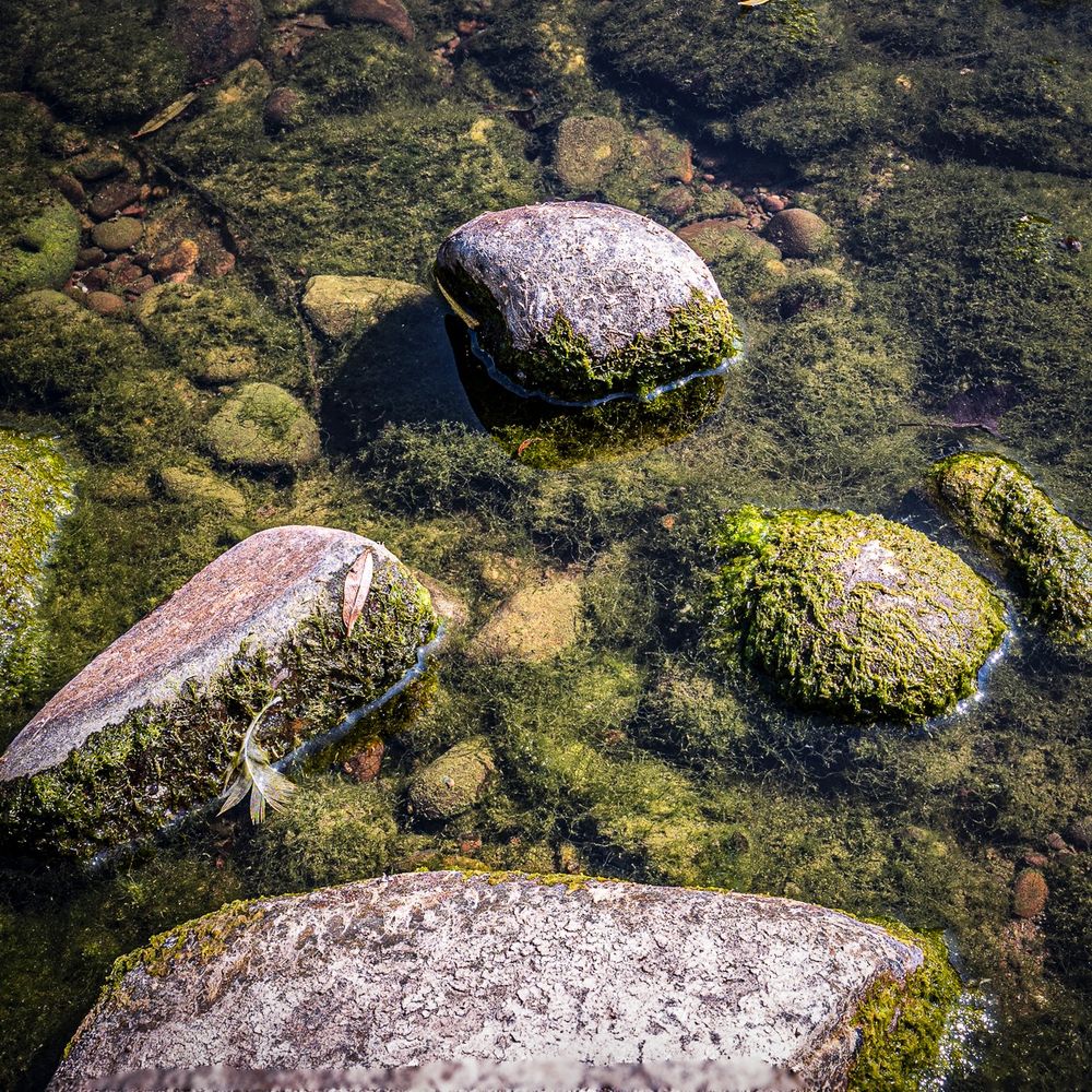 Rocks in a river that are covered in a green algae
