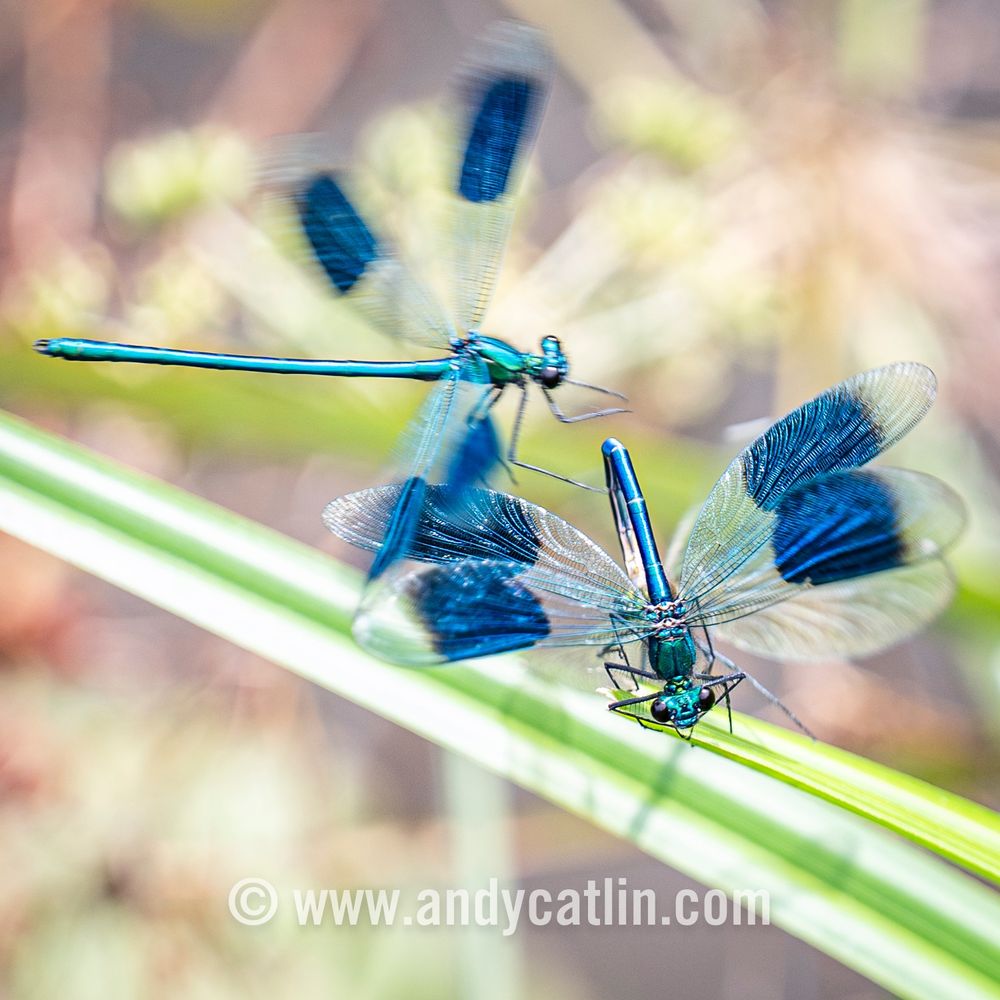 Two metallic blue insects with long bodies fight over a female
