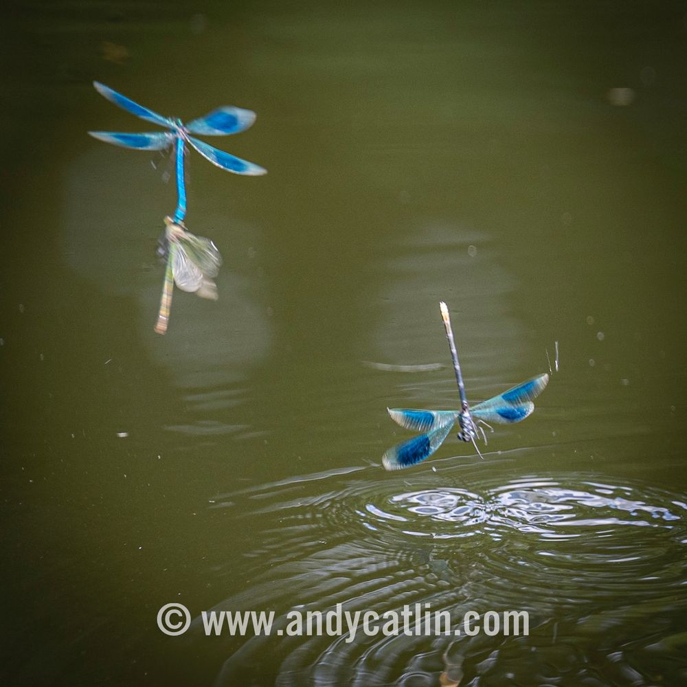 Two metallic blue insects with long bodies fight over a female above a river