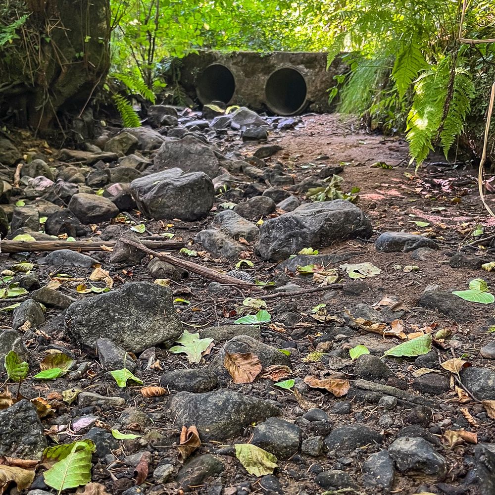 A dry river bed filled with exposed rocks and fallen leaves