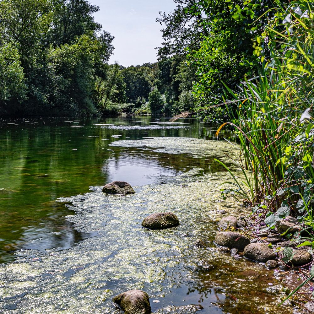 A large river which has a green algae growing near its banks