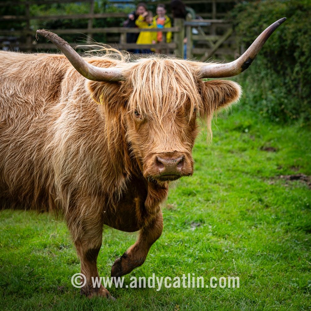 A Highland Cow in a field stares at the camera with one leg raised off the ground