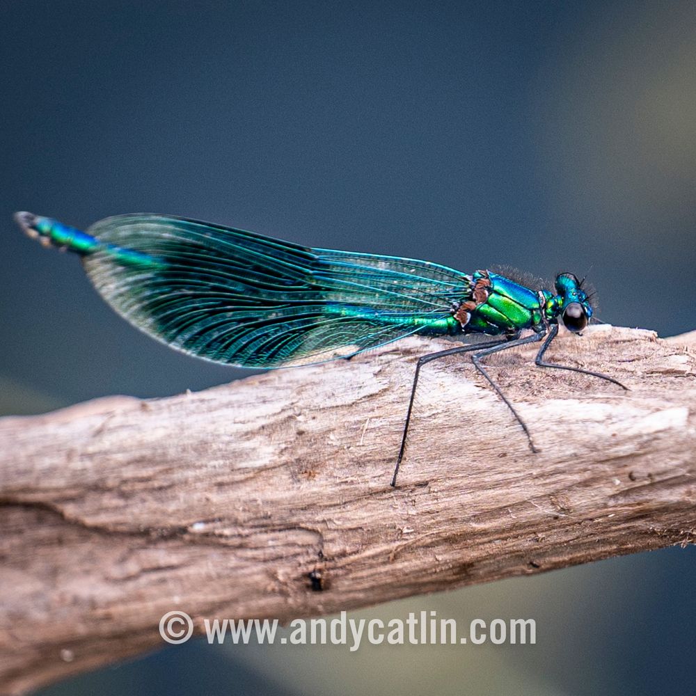 Metallic blue insect with a long body perched on a tree branch