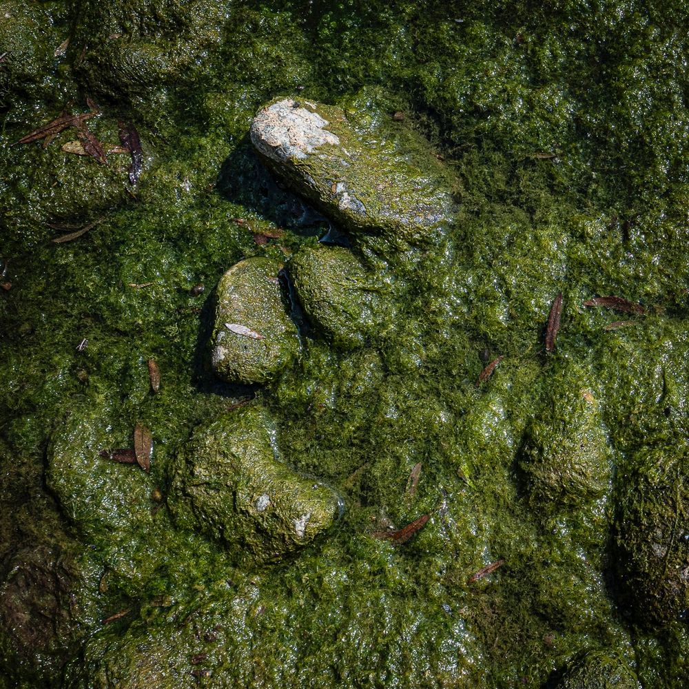 Rocks in a river that are covered in a green algae
