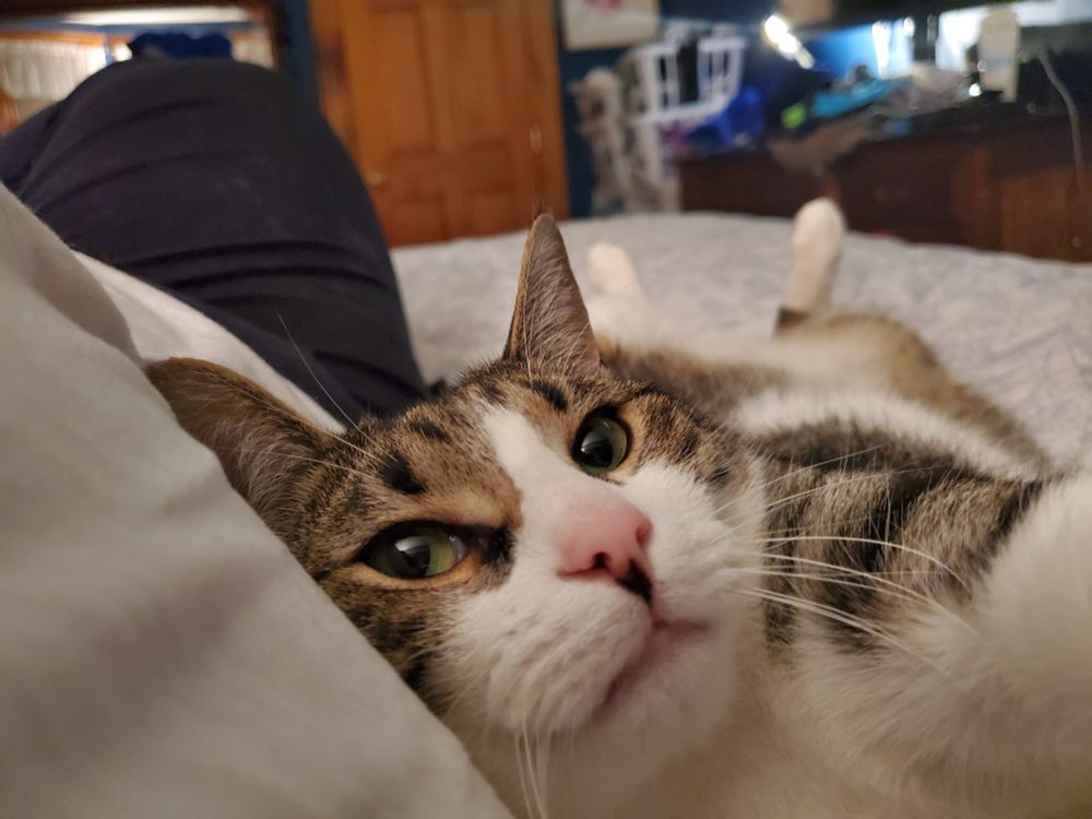A tabby and white cat looking up at you adoringly.
