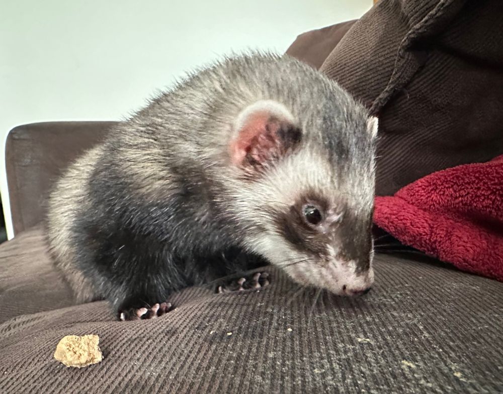 My ferret Persephone eating snacks