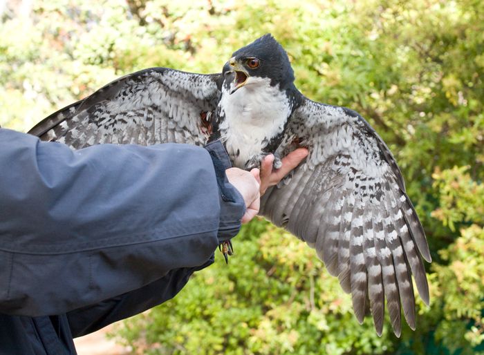  a white morph black sparrowhawk held in the hand prior to release