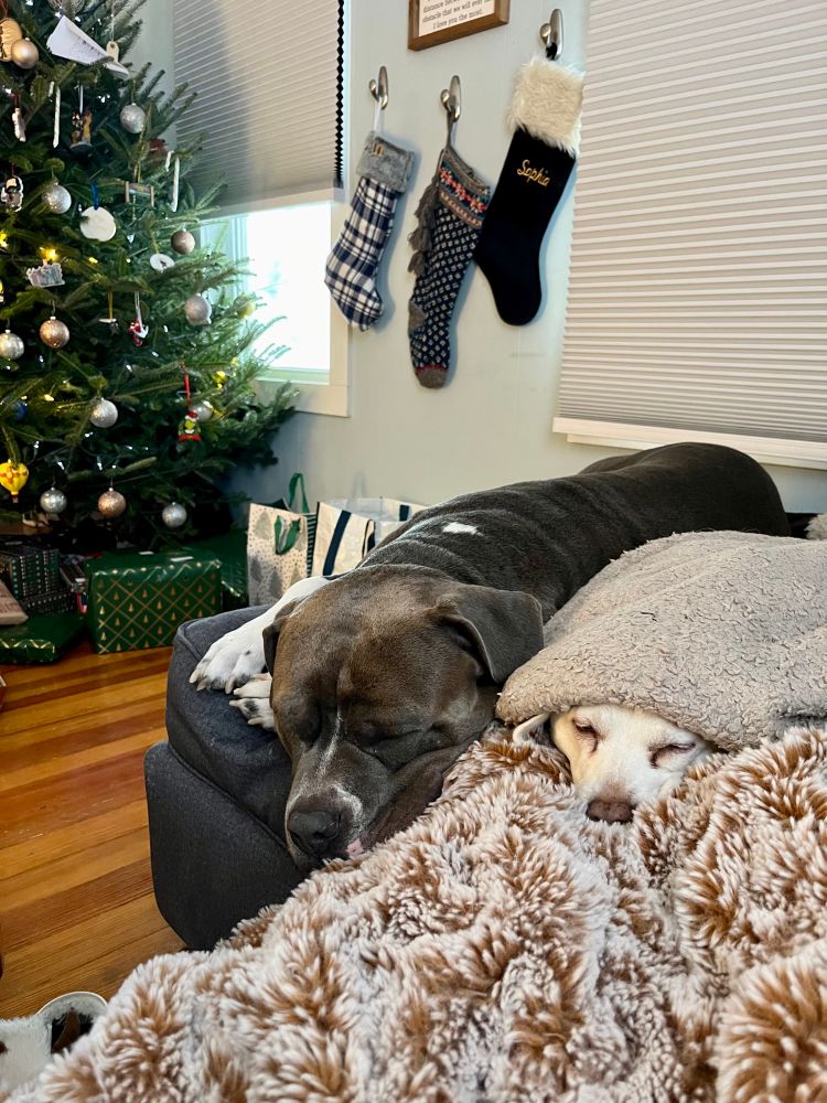 A cozy Christmas scene with two dogs sleeping on a dark gray couch - one dark-colored and one light-colored dog snuggled under a plush brown blanket. In the background, a decorated Christmas tree with silver ornaments and white lights stands near a window, and three Christmas stockings hang on the wall - one plaid, one patterned, and one black with fur trim.